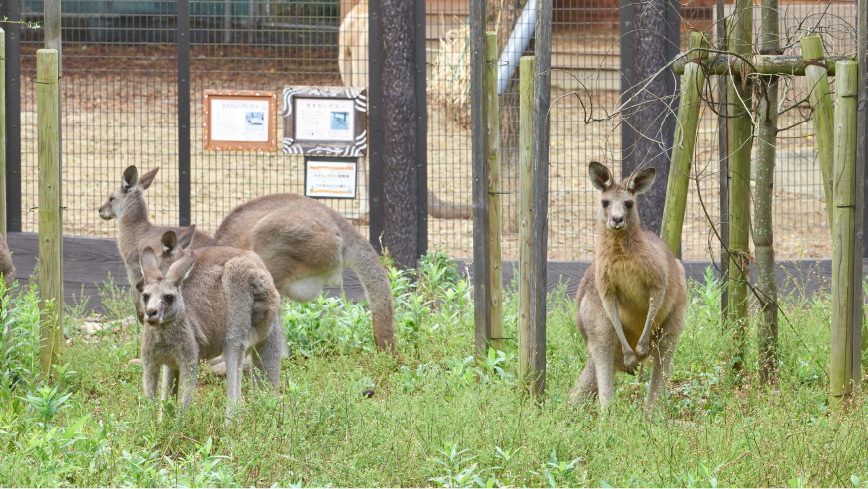 カンガルーの様子